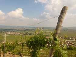 Prosecco Sternfahrt Rennrad