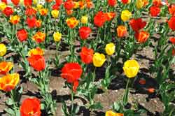 Holland trifft Belgien Radreise