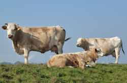 Nordfriesische Inseln Radreise ab Husum