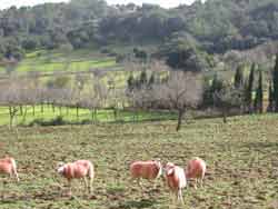 Mallorca Rad und Finca
