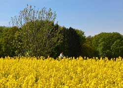 leuchtend gelb blühende Rapsfelde