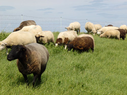 Ostfriesische Inseln Radreise bei www.radurlaub.de