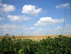 linksrheinische Landschaft