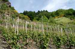 Weinberge