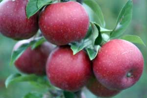 Foto Apfel
