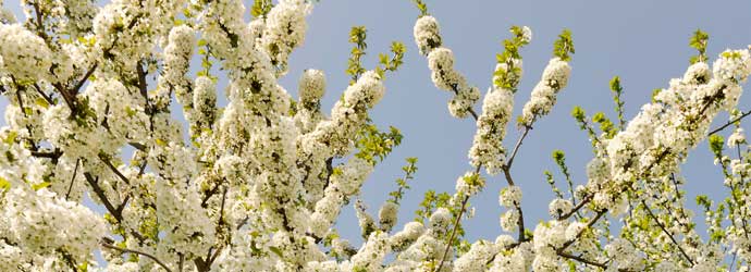 Foto Kirschblüten