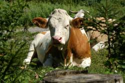 Kuh am Wegesrand