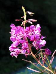 Blume am Wegesrand