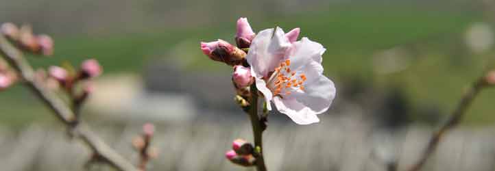 Mandelblüten in Südtirol